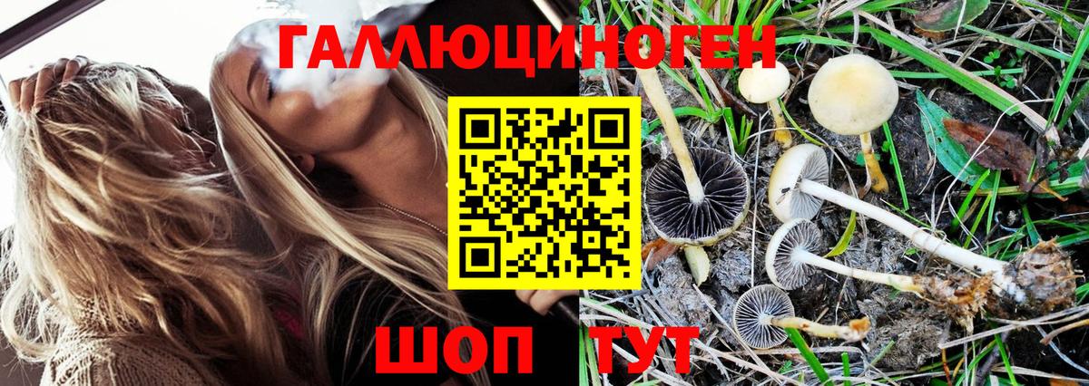 Псилоцибиновые грибы Psilocybe Людиново